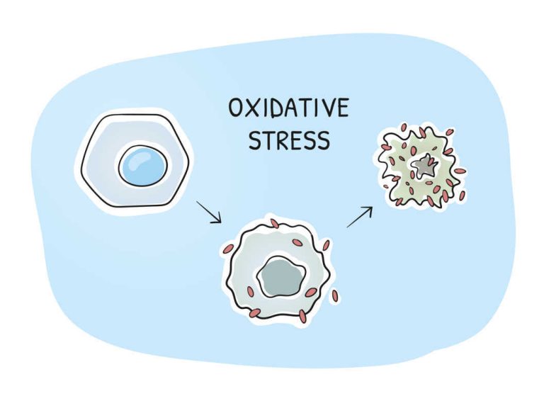 Necesitamos que siga aumentando la conciencia de la población respecto al estrés oxidativo